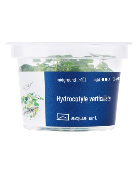 Hydrocotyle verticillata - Aqua-art